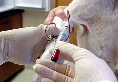 Анализ крови животным в челнах