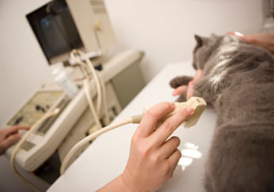 Сколько стоит стерилизация кошек в ульяновске