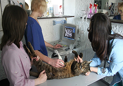 Сколько стоит усыпить кошку в оренбурге
