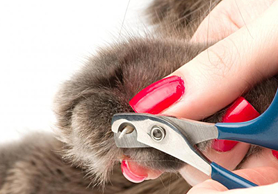 Сколько стоит подстричь когти кошке в пензе