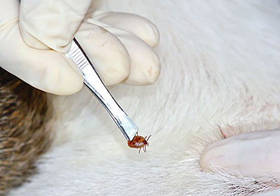 Анализ крови у кошек ижевск