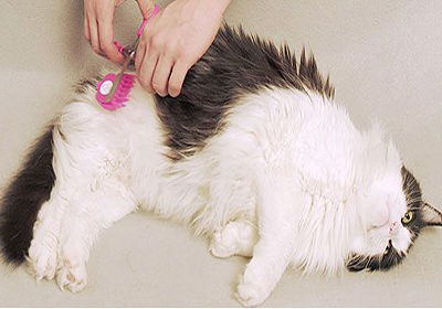 Сколько стоит усыпить кошку в ульяновске