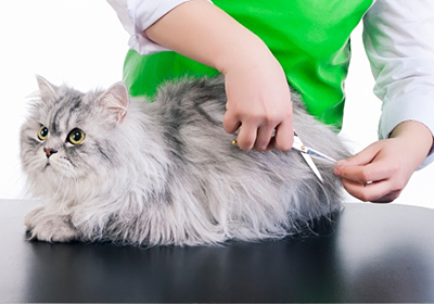 Сколько стоит стерилизация кошки оренбург
