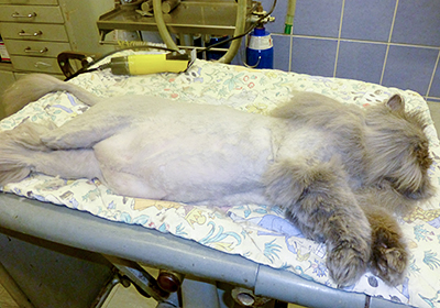 Сколько стоит удалить когти кошке в оренбурге