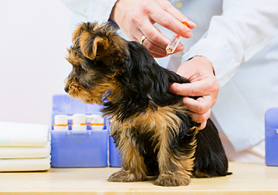 Анализ крови у собак цена в перми