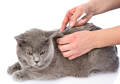 Сколько стоит подстричь когти кошке в уфе