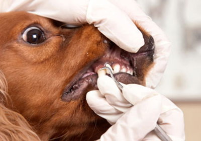 Анализ крови собакам в пензе