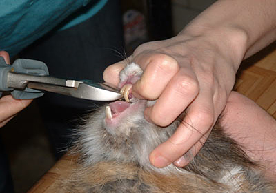Сколько стоит усыпить кошку в ветклинике ульяновск