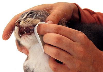 Сколько стоит операция по стерилизации кошки в нижнем