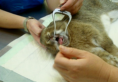 Сколько стоит в кирове стерилизовать кошку
