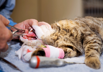 Сколько стоит стерилизация кошек в ульяновске thumbnail