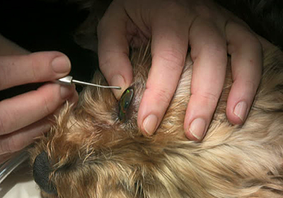 Сколько стоит в оренбурге стерилизовать кошку