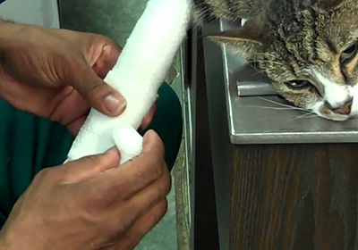 Сколько стоит удалить когти кошке саранск