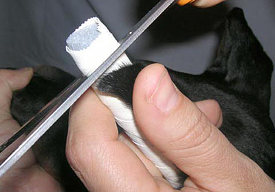 Сколько стоит стерилизовать кошку уфа