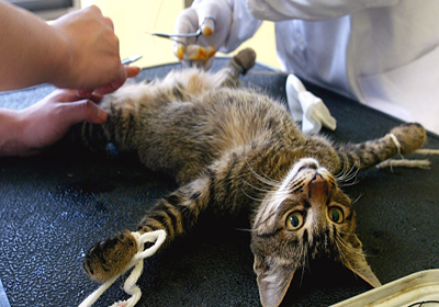 Сколько стоит стерилизовать кошку набережные челны