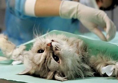 Сколько стоит стерилизация кошки тольятти