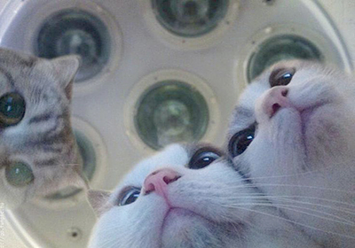 Сколько стоит рентген для кошки в самаре