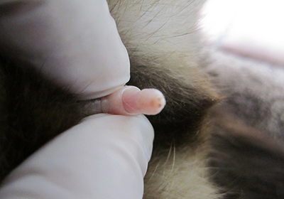 Сколько стоит стерилизация кошки в балаково