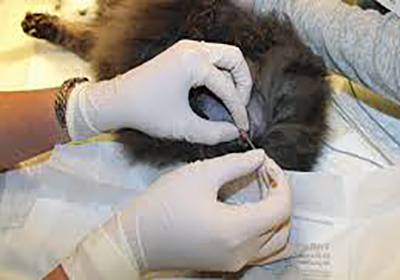 Сколько стоит стерилизация кошки в балаково