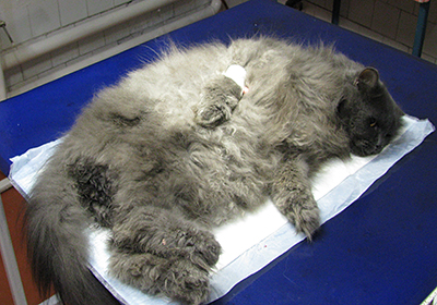 Сколько стоит рентген для кошки в самаре