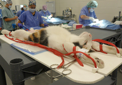 Сколько стоит стерилизация кошки саратове