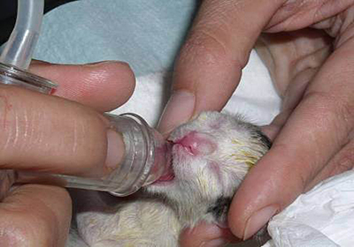 Сколько стоит стерилизация кошки тольятти