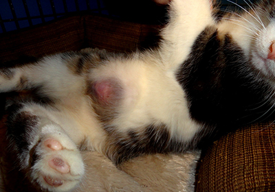 Сколько стоит усыпить кошку в ветклинике в оренбурге