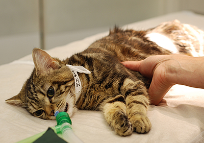 Сколько стоят прививки для кошек в чебоксарах
