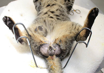 Сколько стоит усыпить кошку в ветклинике в оренбурге