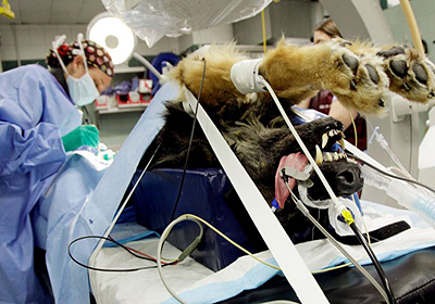 Сколько стоит стерилизация кошки оренбург