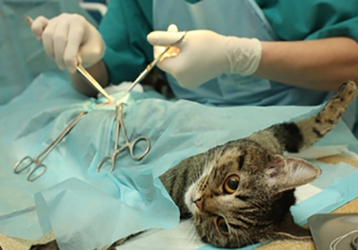 Сколько стоит стерилизовать кошку в саратове