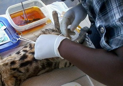 Сколько стоит в оренбурге стерилизовать кошку