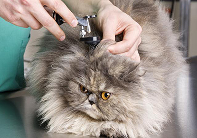 Сколько стоит подстричь когти кошке в уфе
