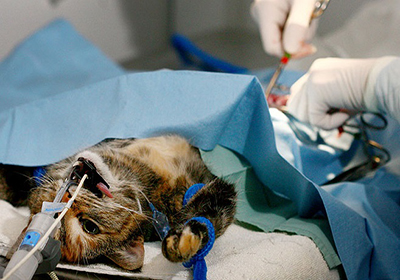 Сколько стоит стерилизация для кошки пенза