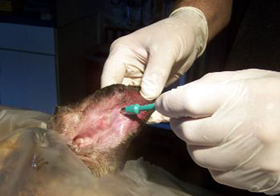 Сколько стоит операция по стерилизации кошки в нижнем