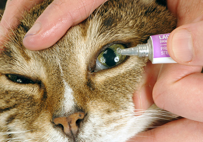 Стерилизация кошек сколько стоит в уфе