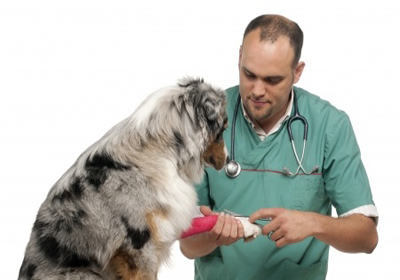 Анализ крови собакам в пензе