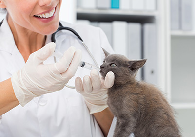 Сколько стоит стерилизовать кошку в дзержинске