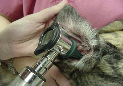 Сколько стоит подстричь когти кошке в пензе