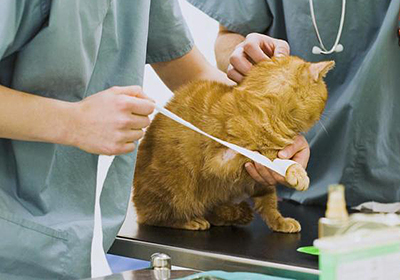 Анализ крови у кошек ижевск
