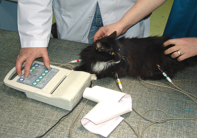 Сколько стоит стерилизация для кошки пенза
